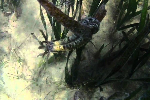 Качественный доступ krab9 cc